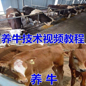 养牛养羊视频教程疾病防治挤奶牛场建设放牧饲养猪技术全套发育淘宝虚拟货源,虚拟产品,虚拟资源,虚拟电商,淘宝虚拟类目,自动发货货源淘宝虚拟货源网