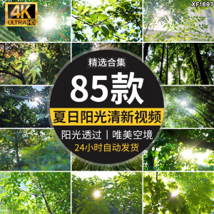 4K夏日阳光透过树叶森林空境升格大自然唯美清新绿叶实拍视频素材淘宝虚拟货源,虚拟产品,虚拟资源,虚拟电商,淘宝虚拟类目,自动发货货源淘宝虚拟货源网